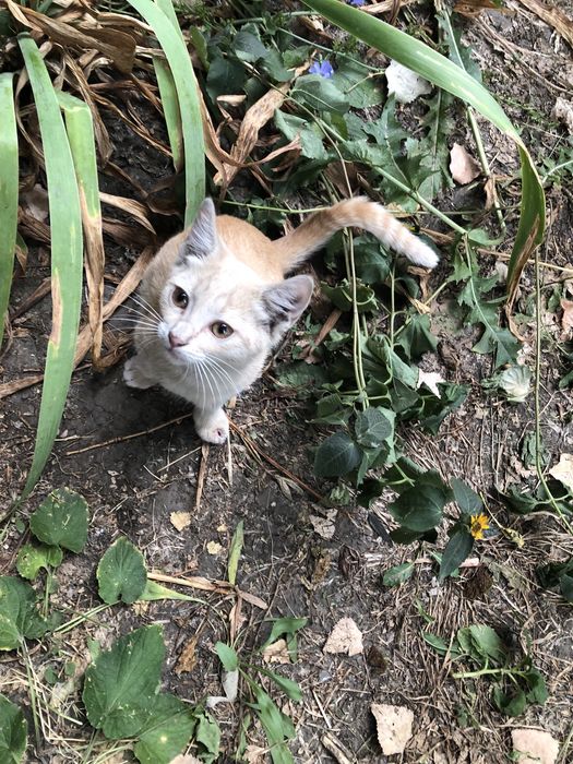 Котик в добрые руки