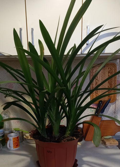 Шикарная красавица кливия