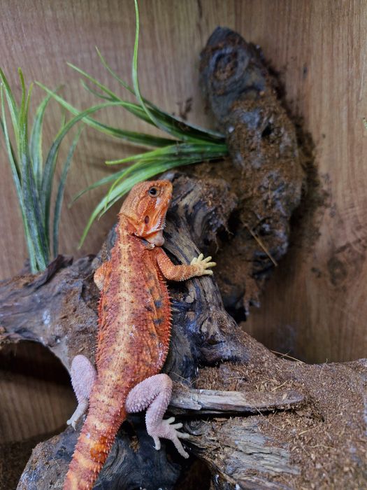 Agama brodata Młode Gadzilandia Agamy Brodate Pogona vitticeps