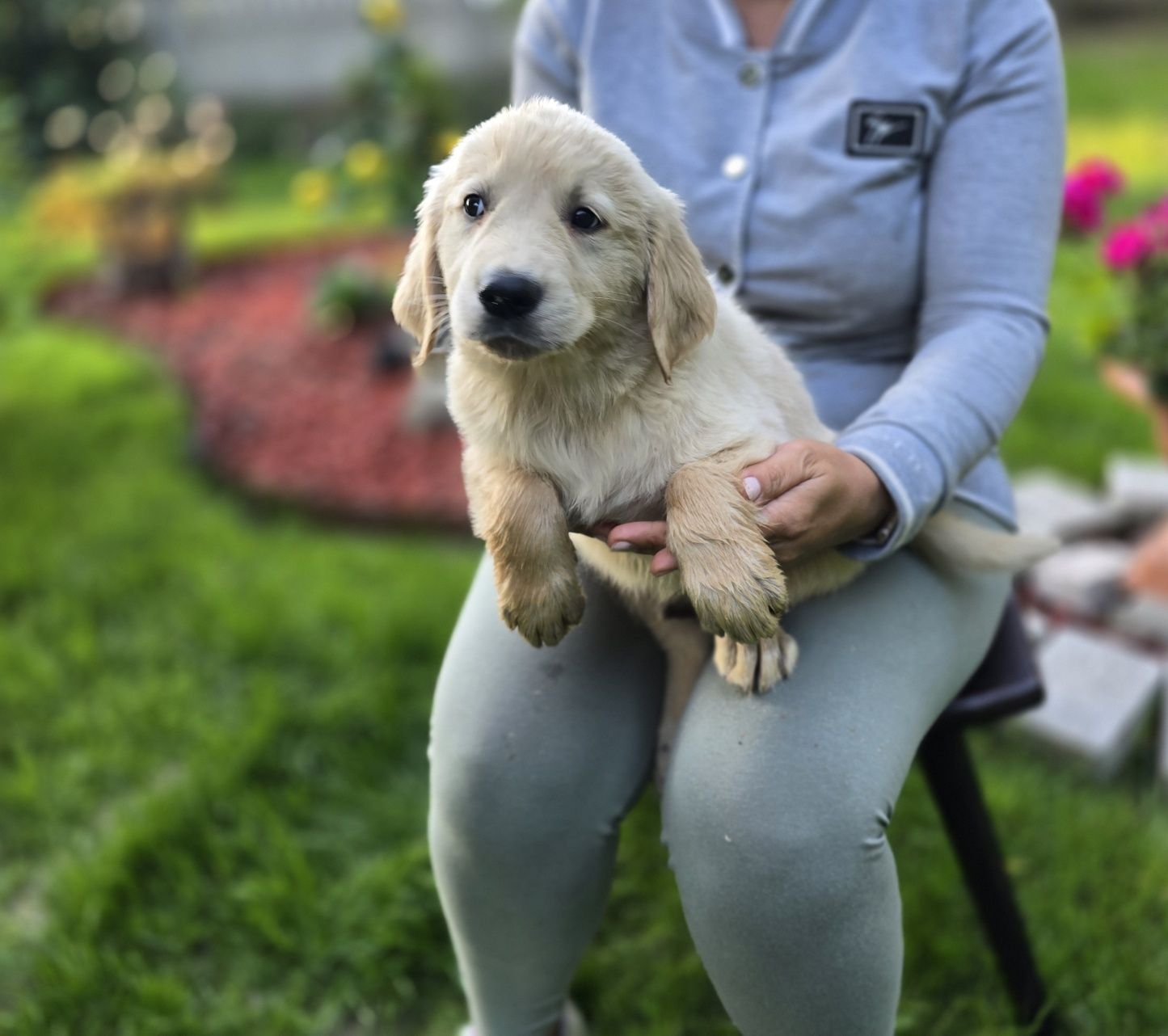 Golden retriever szczeniak