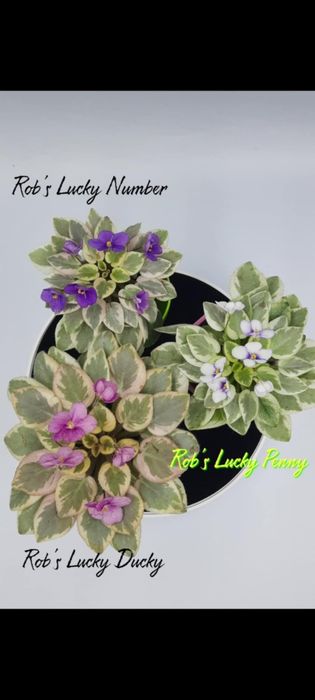 Фіалки химери листові