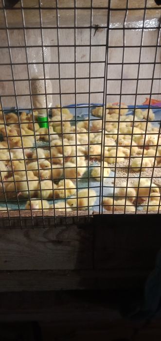 М'ясо, яйце перепелів, перепела добові, підрощені, несучки