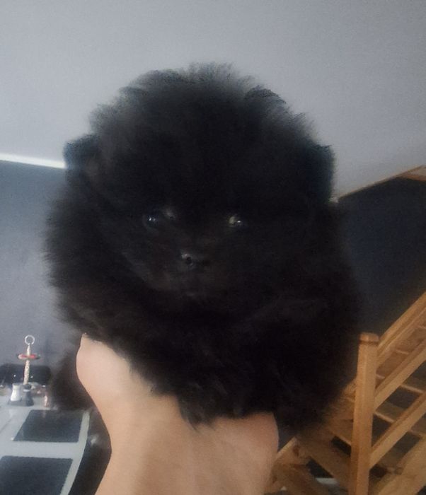 Szpic miniaturowy pomeranian sunia maluka