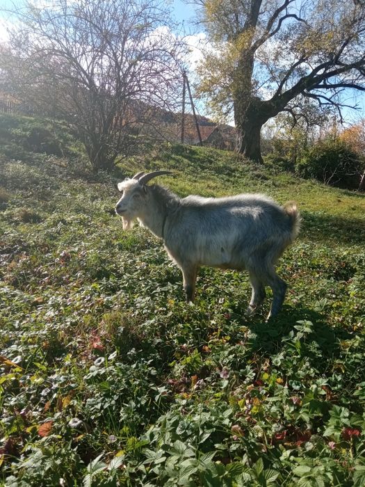 Цап для покриття кіз.