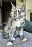 Śliczny kotka Maine Coon FPL