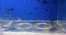 Neocaridina wild