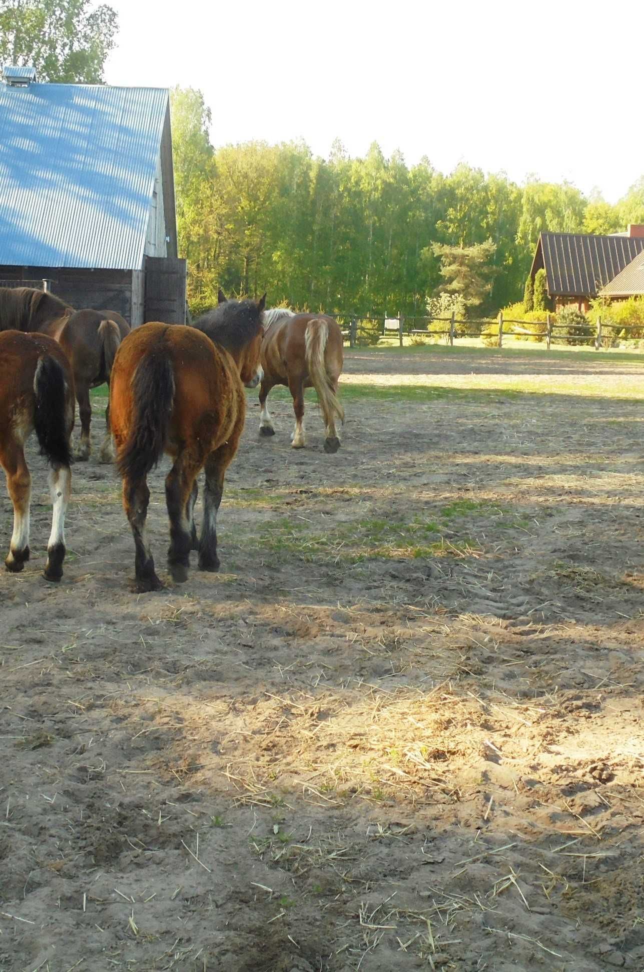 Klaczki, Ogierki Sokólskie - Kare, Gniade, Kasztanki