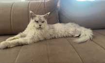 Maine Coon Kocurek