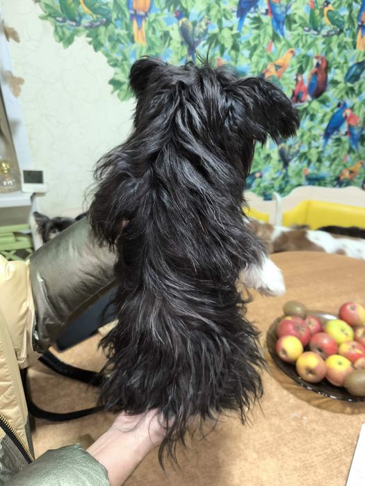 Мальчик чихуахуа йорк