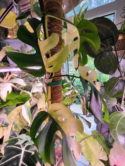 Monstera tetrasperma variegata