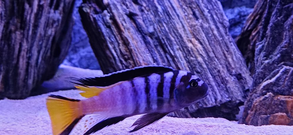 sprzedam pyszczaki Pseudotropheus elongatus Mphanga