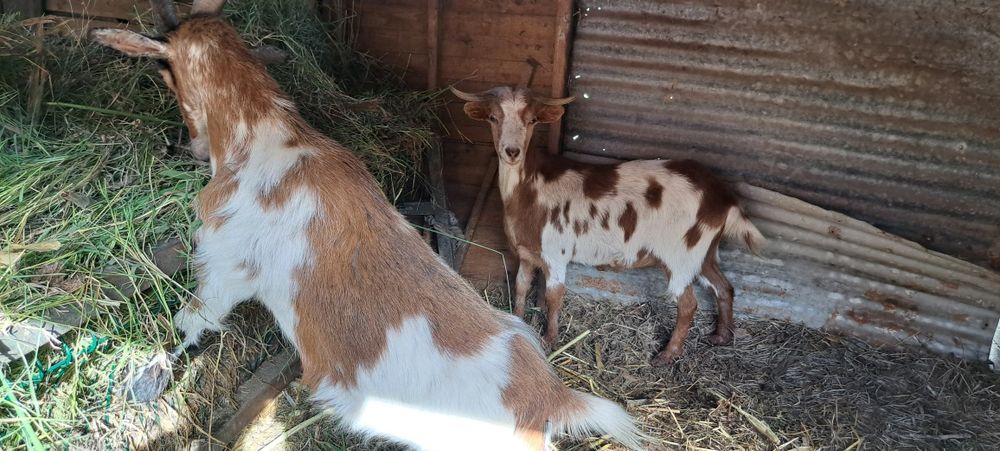 Cabras  novas e boas
