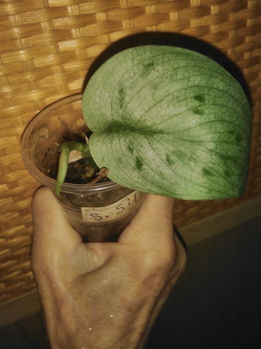 Продам сциндапсус, епипремнум  та  филодендрон