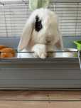 Piękna samiczka Mini Lop