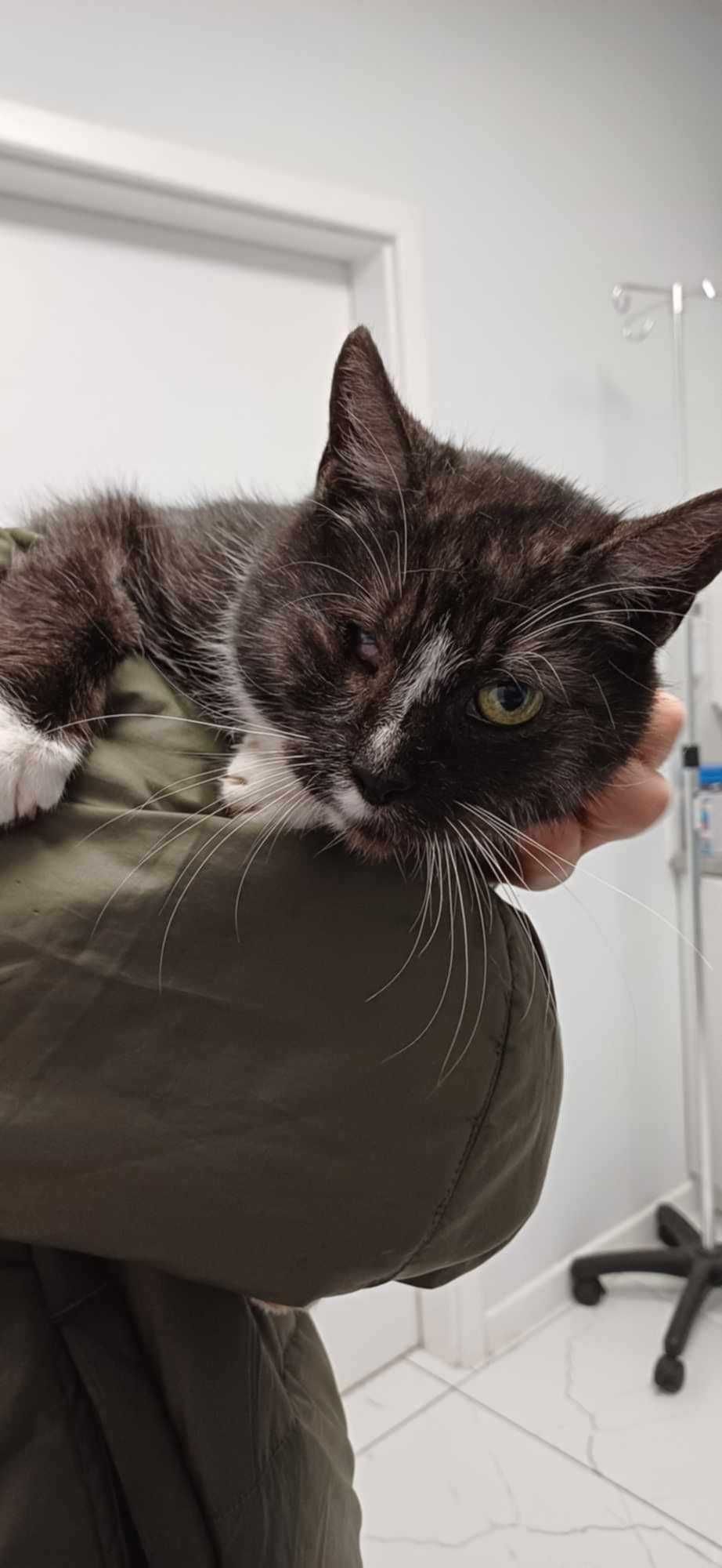 Wdzięczna, urocza i miziasta kotka poleca się do adopcji!
