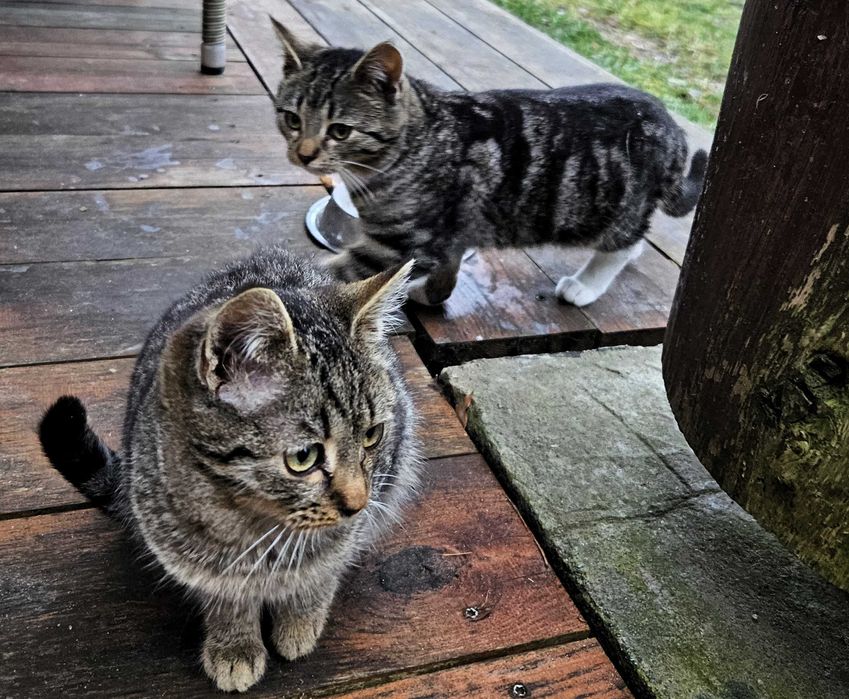 Trzy 4-miesięczne kotki szukają domu