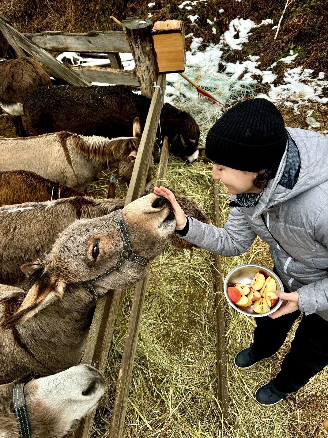 Віслюк, осел, ослік у продажу.