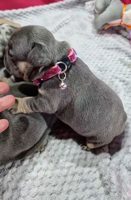 В'язка блакитно підпалий французський бульдог
