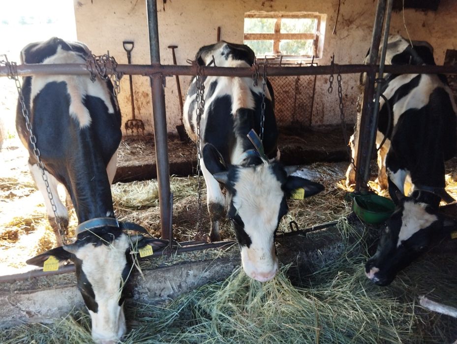 Byk rozpłodnik HF HO