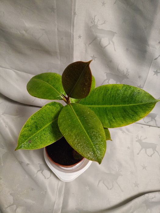 Фікус Ширивриана.