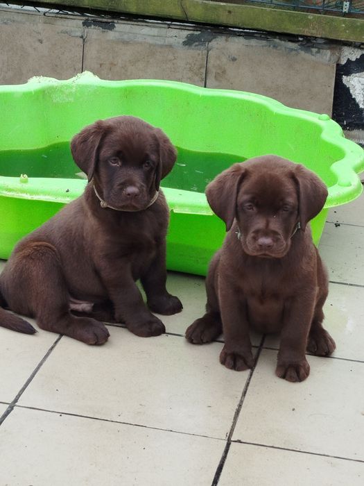 Szczeniak piesek labrador retriever rodowodowy FCI