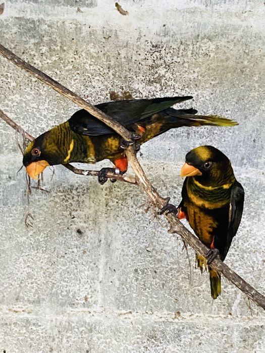 Casal de Fuscata amarelos 2025