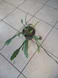Epifillum różowe, Filodendron Pedatum,Epipremnum, kaktus