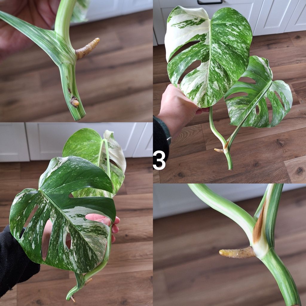 Szczyt monstera variegata