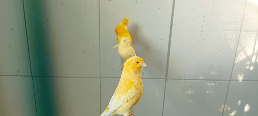 Canarios Amarelos/Brancos/Vermelhos e Arlequins