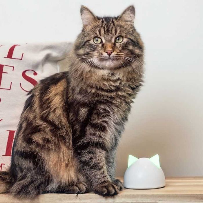 SureFlap Microchip Connect, drzwiczki dla kota