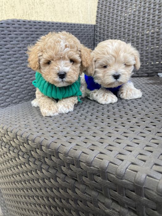 Карамельні міні мальтипу