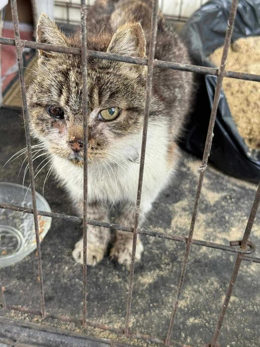 NUMA - kotka FIV+ w fatalnym stanie - adoptujesz? :(