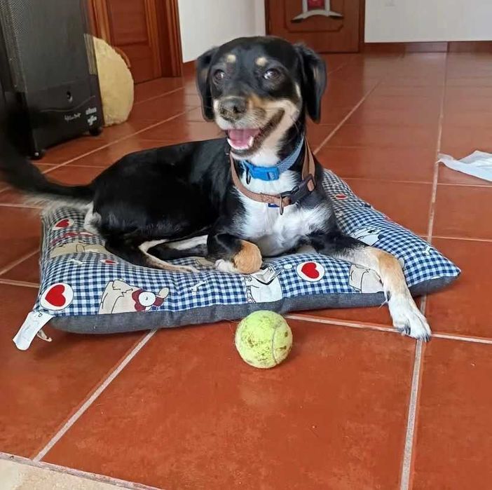 Procura-se uma nova família cheia de amor para o meu cão Snoopy