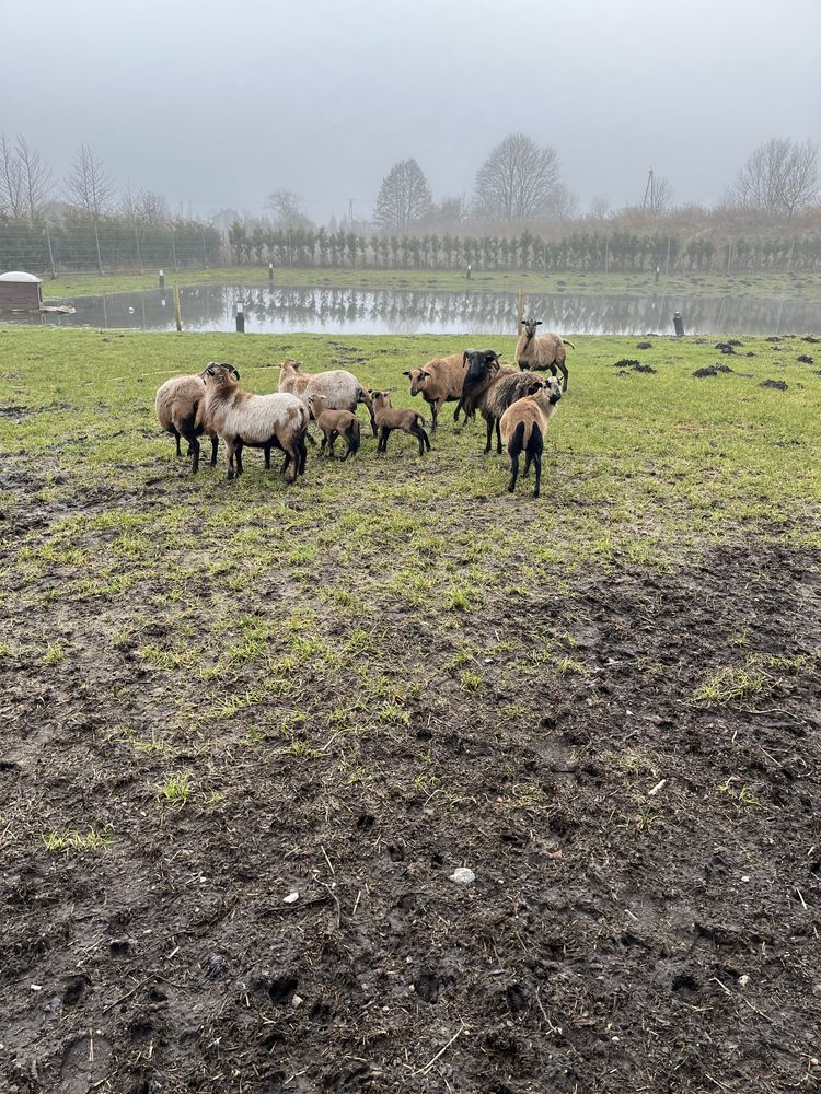 Owce z jagniakami i barany kameruńskie