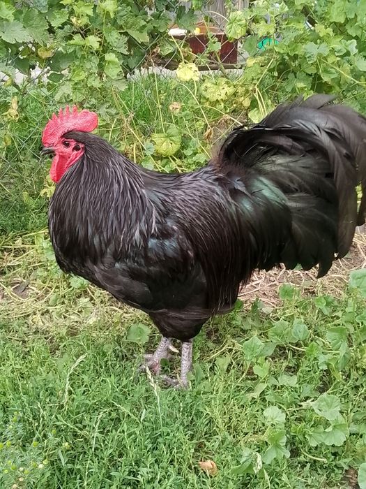 Koguty australorp