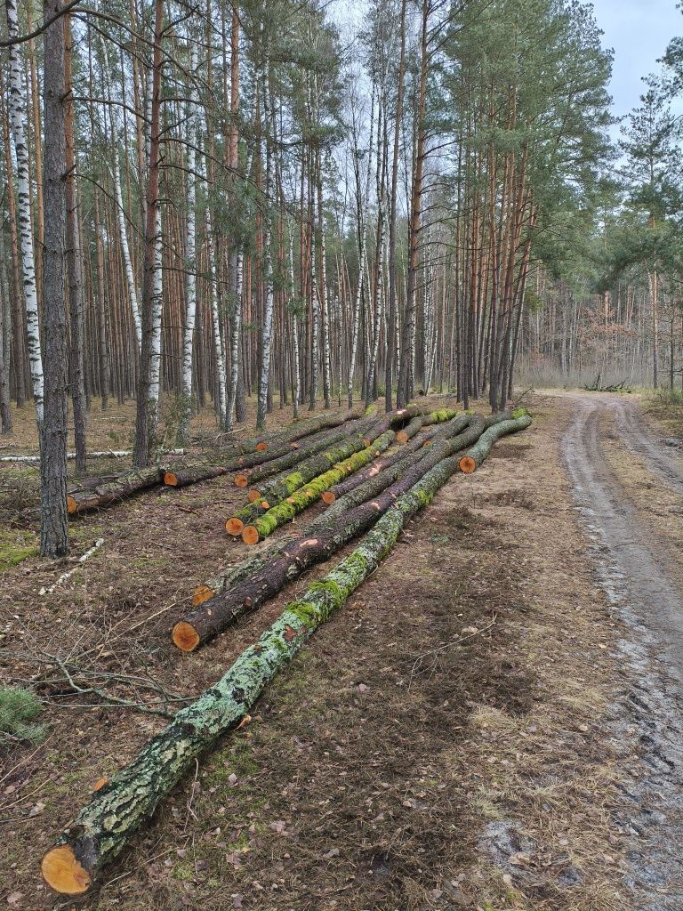 Olcha tartaczna, dłużyca