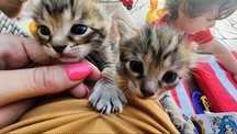 Gatos bebes para adopao responsavel !