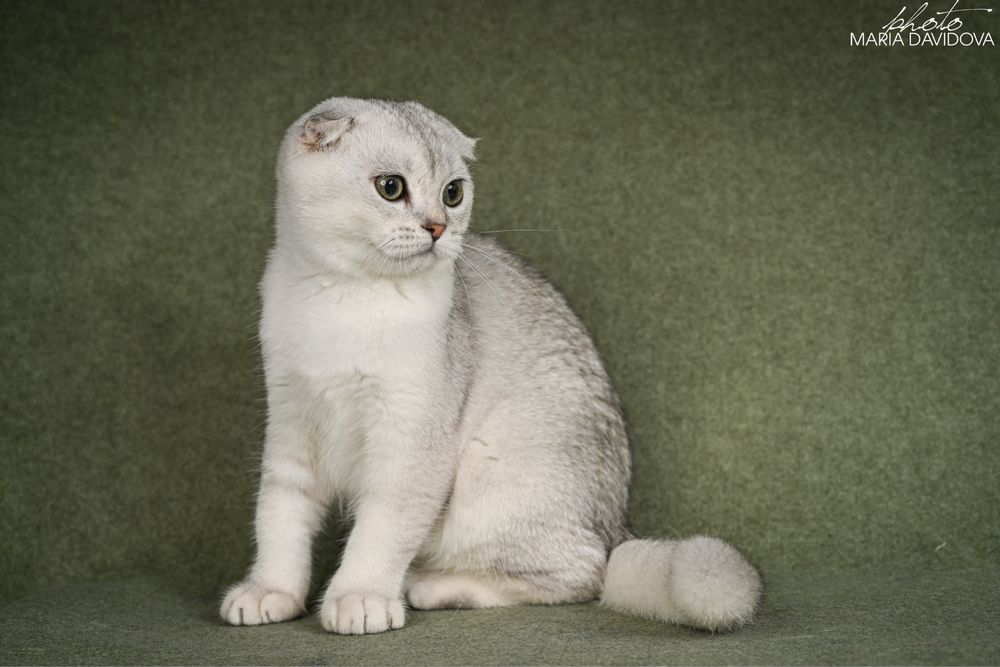 Yago шотландец 4,5 месяца