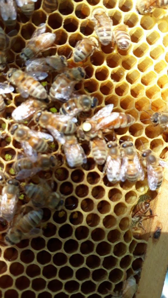 В наявності неплідні бджоломатки пчеломатки неплодки
