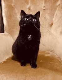 Czarna puszysta kotka 5 miesięczna szuka domu