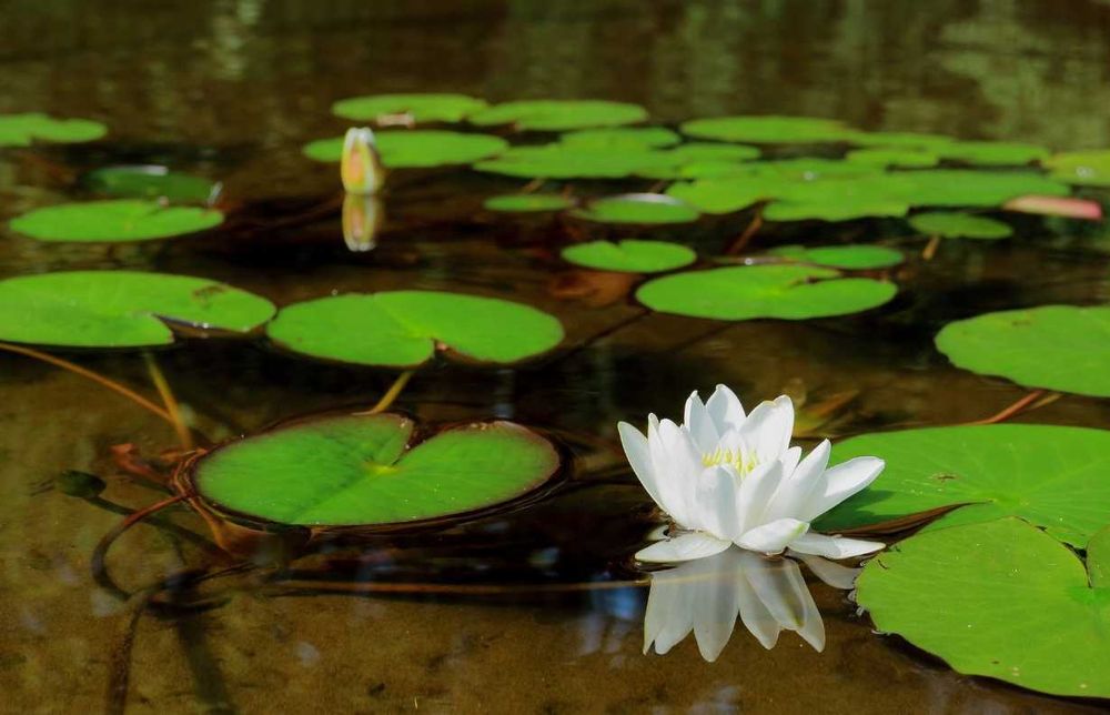 Glina do oczek wodnych, roślin, naprawy pieców i kominków , 25 kg