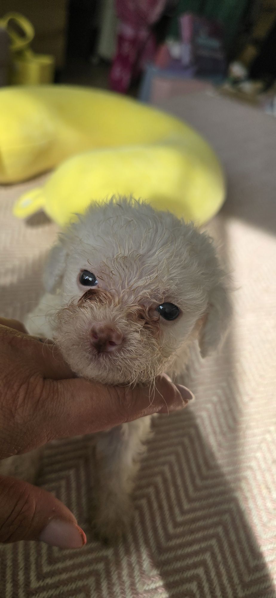 Malutki Maltipoo