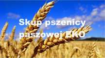 Pszenica paszowa EKO ekologiczna