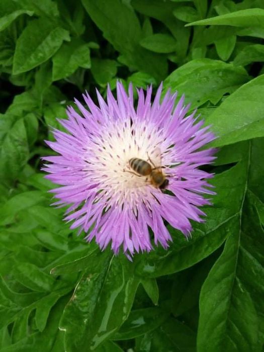 Василёк многолетнее растение.