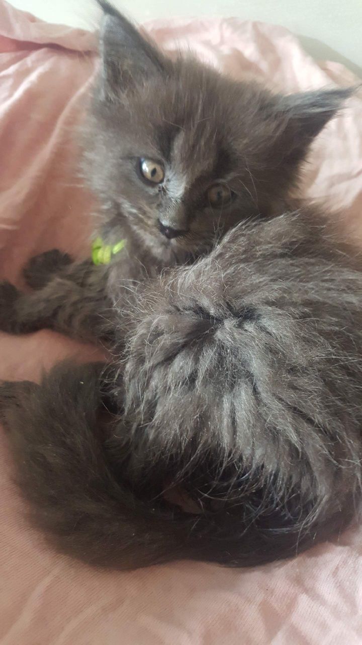 Niebieska kotka Maine Coon