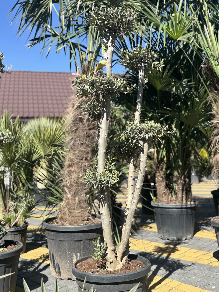 OLEA EUROPEA/ drzewko oliwne