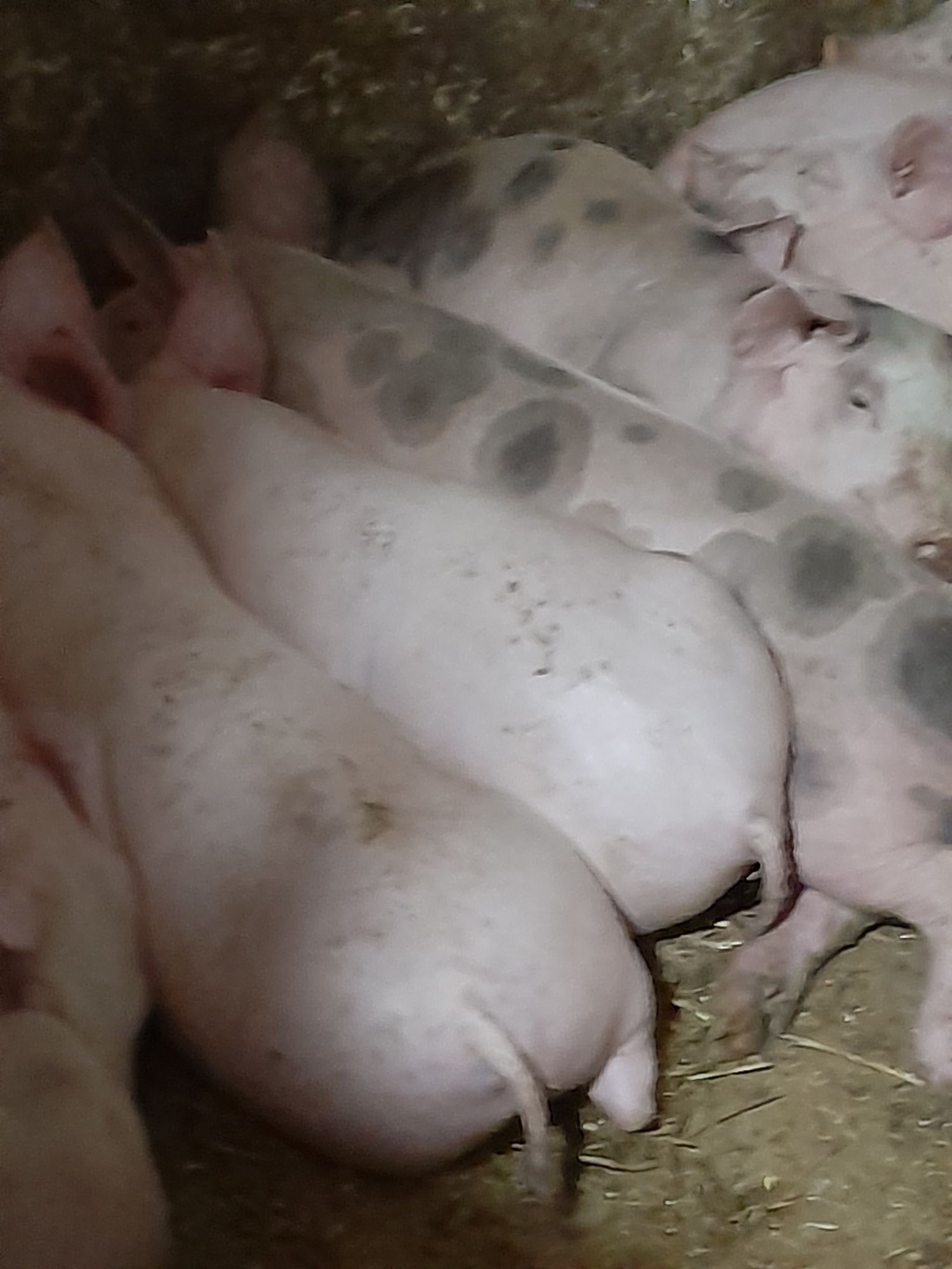 Продам поросят велика біла  до35кг проколено залізо