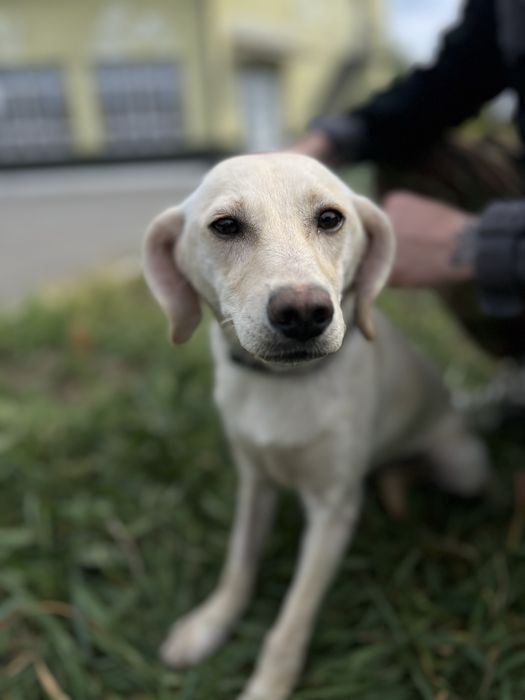 Собака для семьи Кока стерилизована девочка