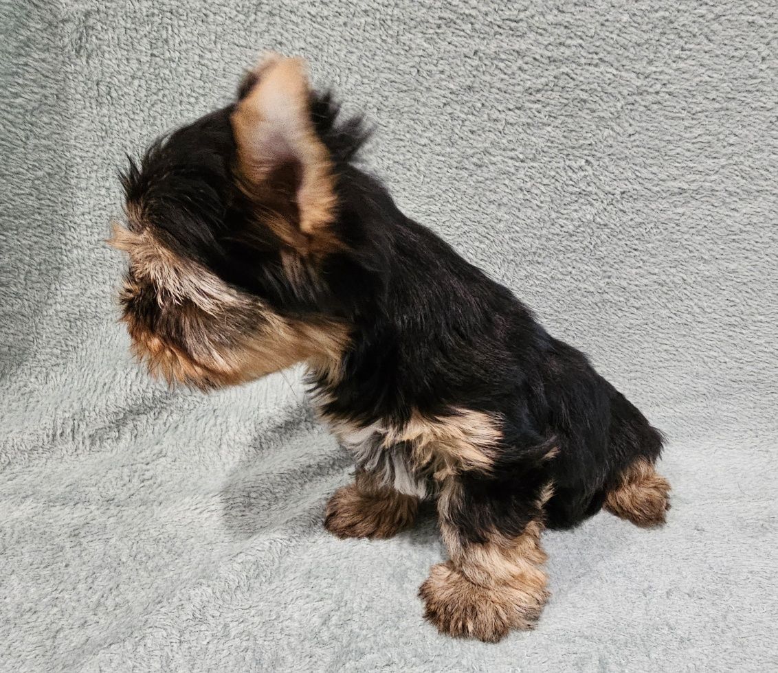 Yorkshire terrier Black and Tan samiec