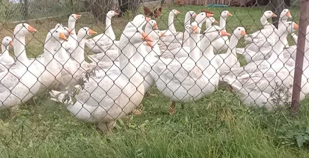 Żywe lub tuszki gęś kaczka brojler